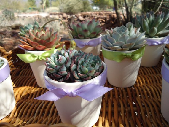 Featured in Birds & Blooms Magazine, A Colorful Assortment of 12 Gorgeous Succulents, Great For Wedding Favors, Bridal Shower