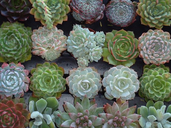 Phenomenal Value, 50 Colorful Succulents, Fully Rooted, Wonderful Wedding Favors, Party Favors